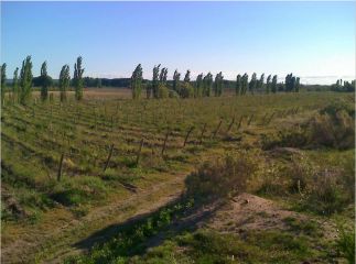 Vendo Lotes De 1 Y 2 Ha En Zona De Chacra General Roca / Cervantes