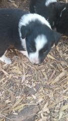 HERMOSOS CACHORROS BORDER COLLIE