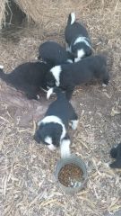 HERMOSOS CACHORROS BORDER COLLIE