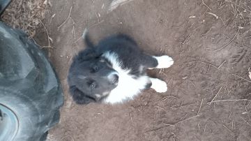 HERMOSOS CACHORROS BORDER COLLIE
