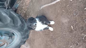 HERMOSOS CACHORROS BORDER COLLIE