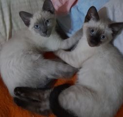 Vendo última gatita y último gatito siamés