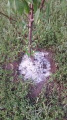 Fertilizante de hueso 100 mineral y efectivo -HACEMOS ENVIOS