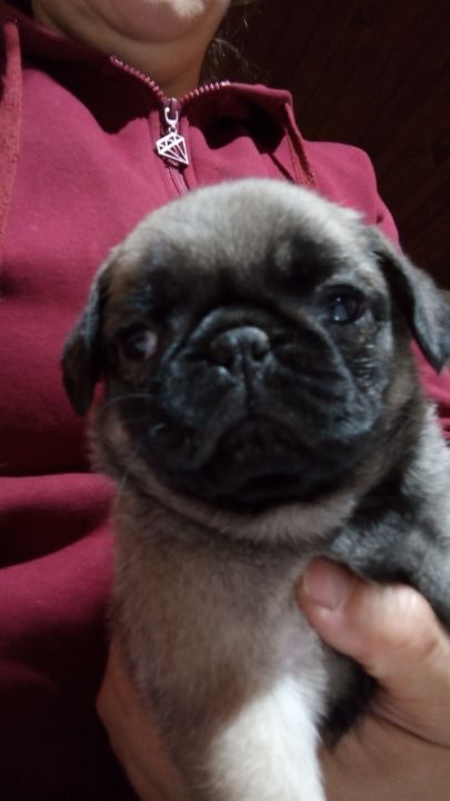 Pug carlino hembras con FCA