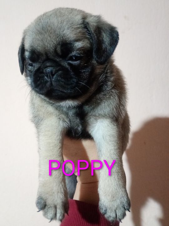 Pug carlino hembras con FCA