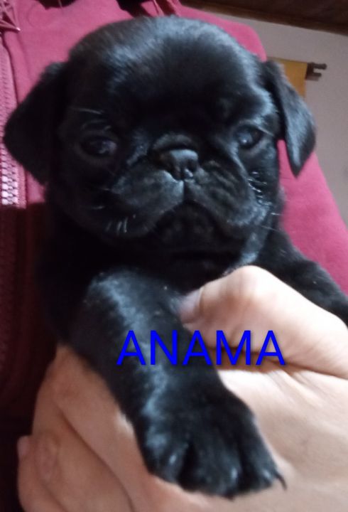 Pug carlino hembras con FCA