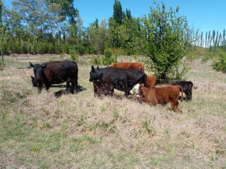 Ver este aviso Ver este aviso