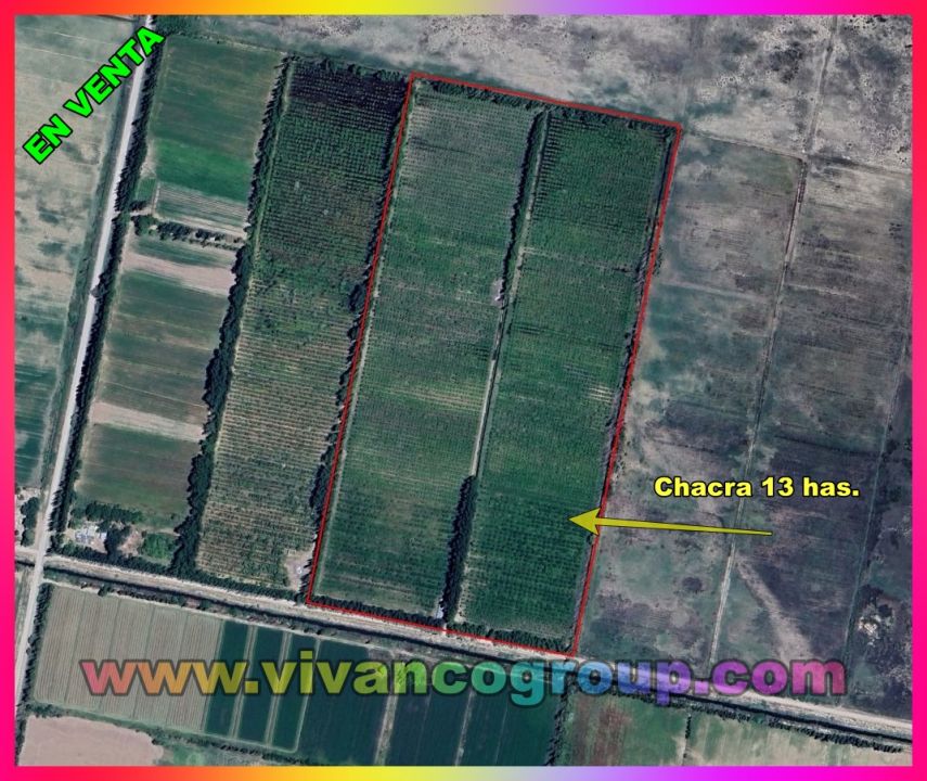 Se vende Chacra 13 has. en producción en Mainqué, Provincia de Río Negro.