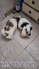 CACHORROS SHIH TZU