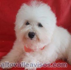 Vendo última perrita